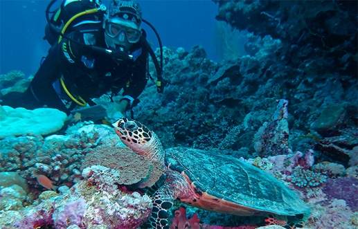 scuba-click Hawkesbill Turtle - Muiron Islands