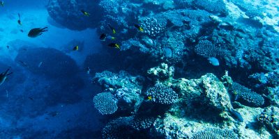 Ningaloo Reef 4