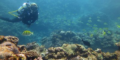 Dive Ningaloo - Fish Identification