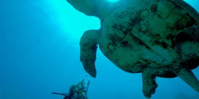 Dive Ningaloo - Turtle and Diver