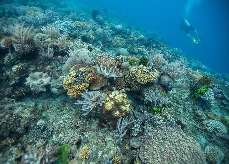Dive Ningaloo - Advanced Open Water