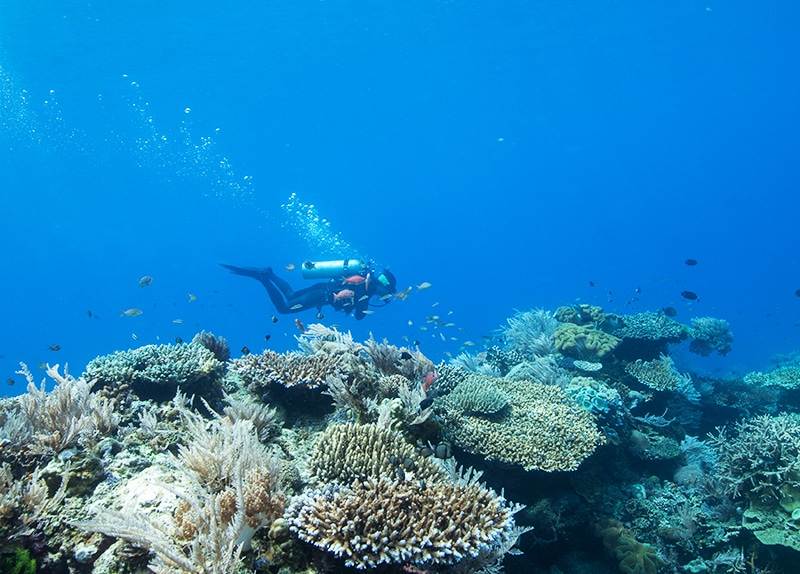 Dive Ningaloo - Muiron Islands