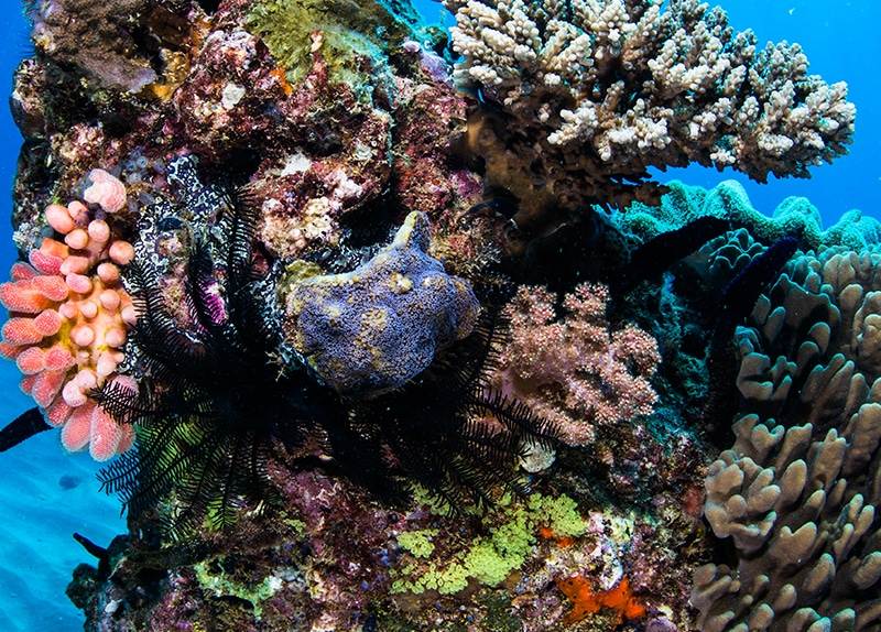 Dive Ningaloo - Muiron Snorkel