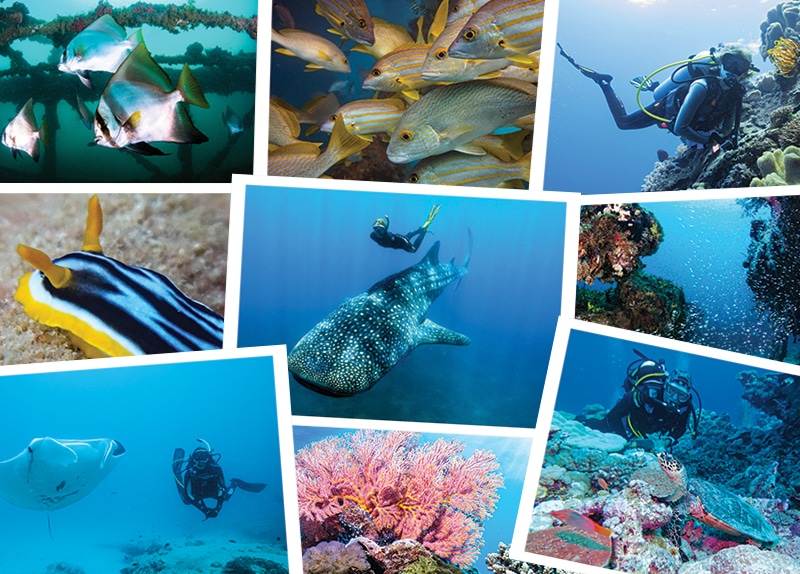 Dive Ningaloo - Photos