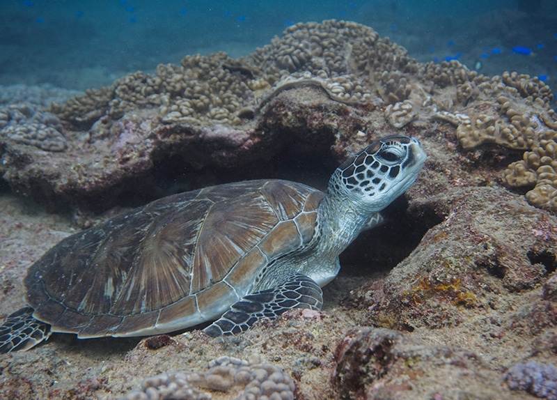 Dive Ningaloo - Reef