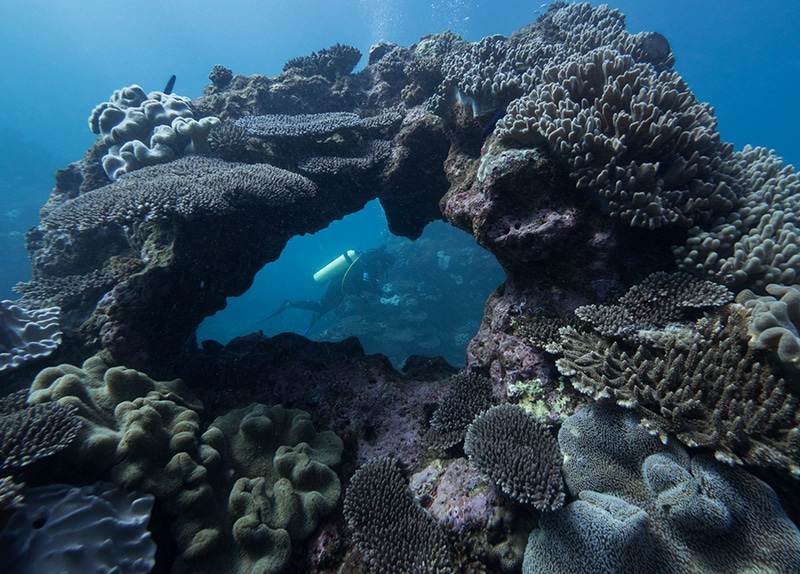 Dive Ningaloo - Reviews