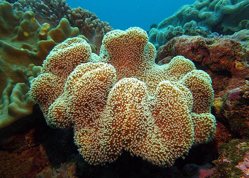 Dive Ningaloo - Conservation