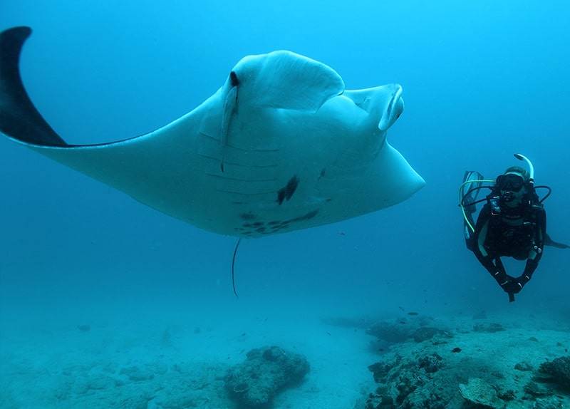 Dive Ningaloo - Kirsten and Manta Ray - Lighthouse Bay