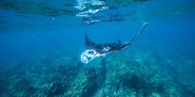 Dive Ningaloo - Manta Ray - Westside Ningaloo