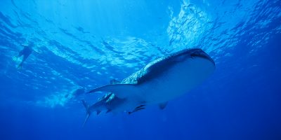 Dive Ningaloo - Whaleshark Swim Tour