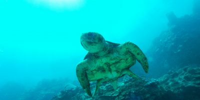 Dive Ningaloo - Loggerhead Turtle - Westside