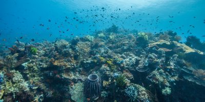 Dive Ningaloo - Coral Monitoring at Muiron Islands