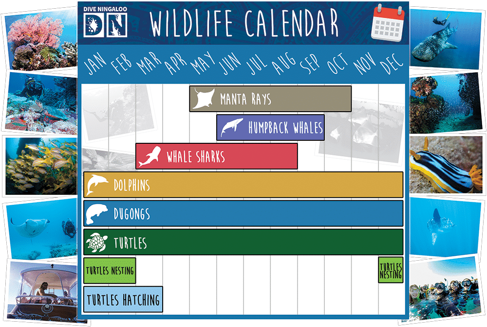 dn-calendar1 Dive Ningaloo - Wildlife Calendar