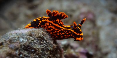 Dive Ningaloo - Chromodoris Nudibranch at Muiron Islands
