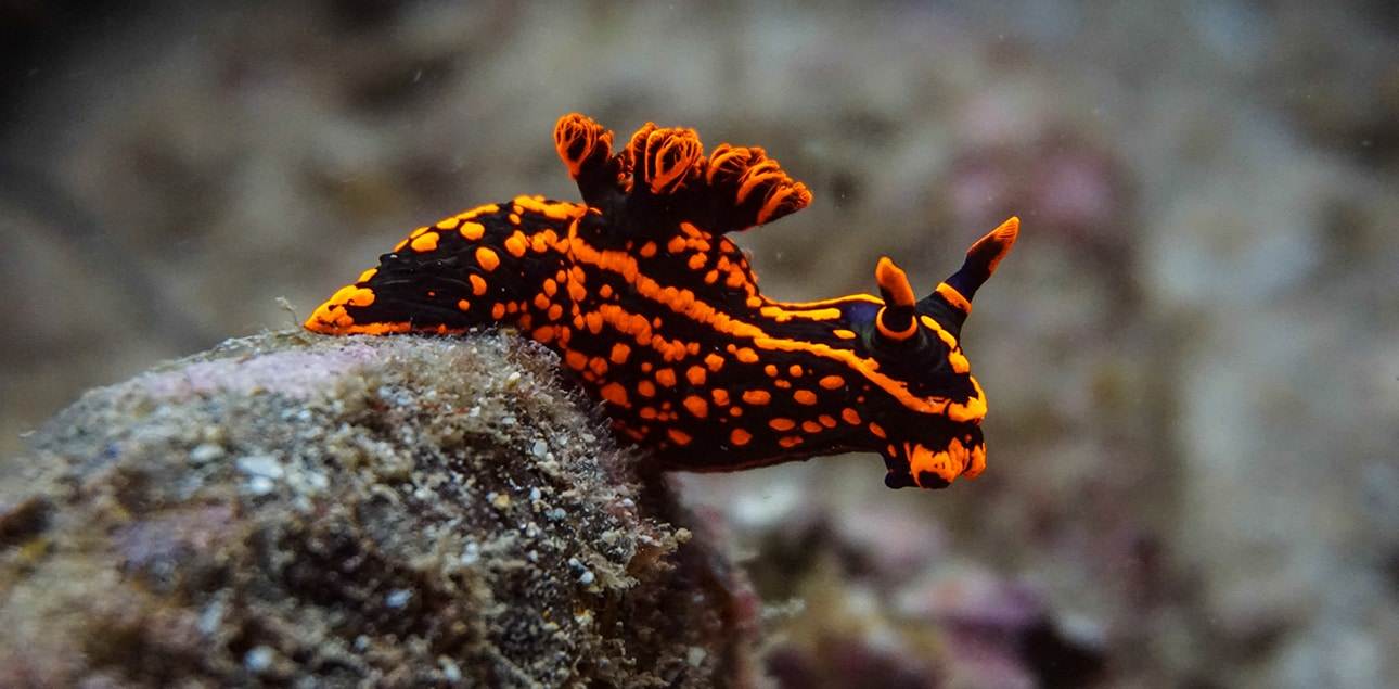 Dive Ningaloo - Chromodoris Nudibranch at Muiron Islands