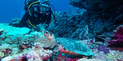 Dive Ningaloo - Muiron Islands - Hawkesbill Turtle