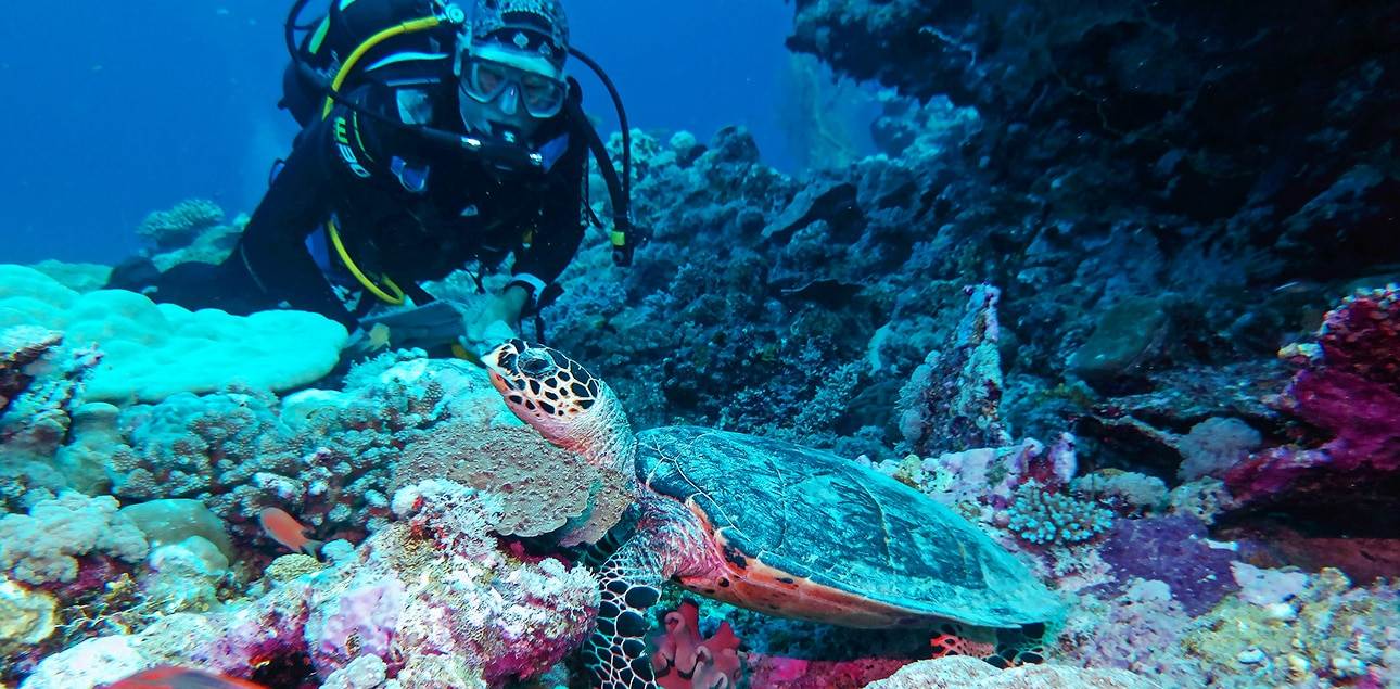 Dive Ningaloo - Muiron Islands - Hawkesbill Turtle