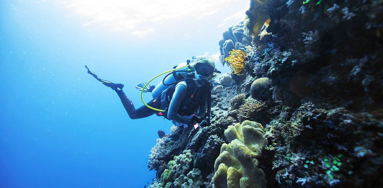 Dive Ningaloo - Muiron Islands - Feather Stars