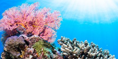 Soft corals at Muiron Islands - Colour!