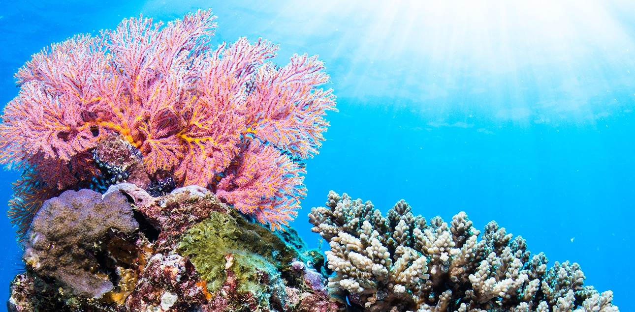 Soft corals at Muiron Islands - Colour!