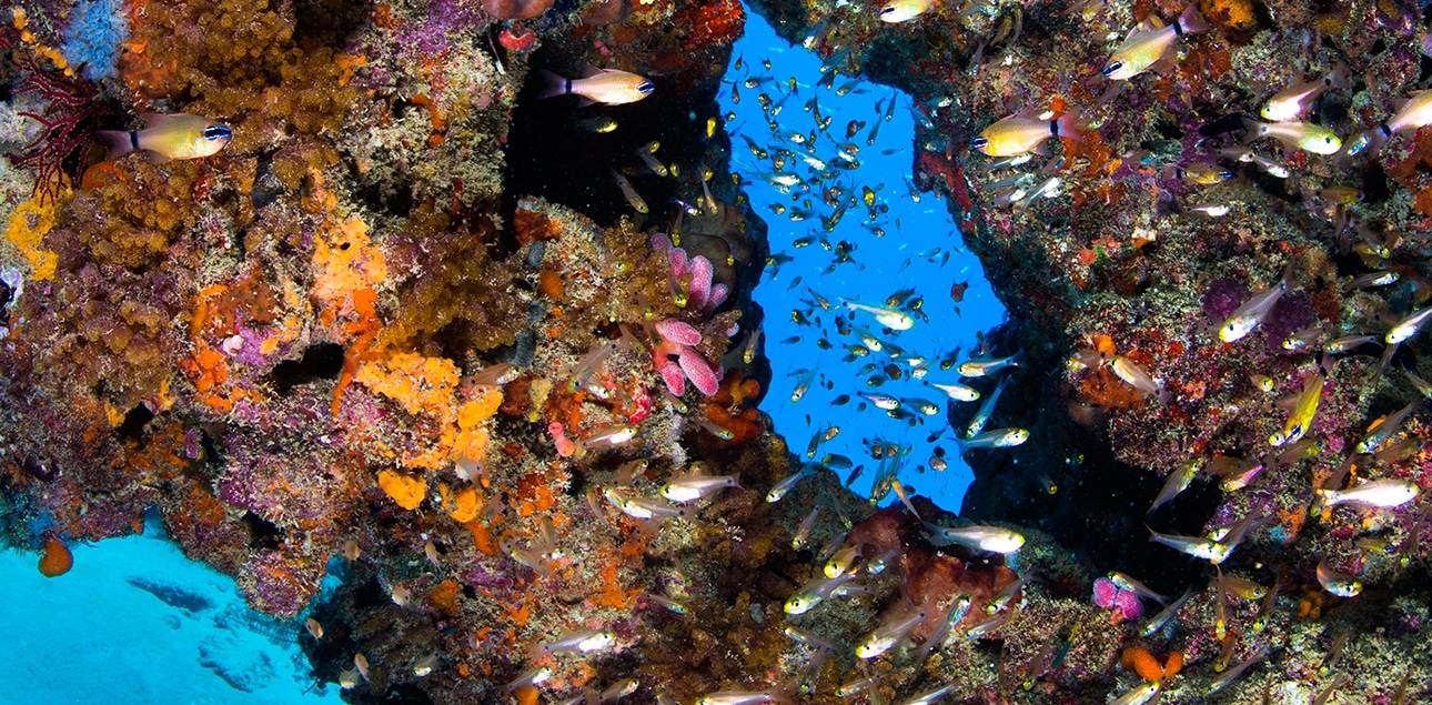 Dive Ningaloo - Glass fish at Muiron Islands