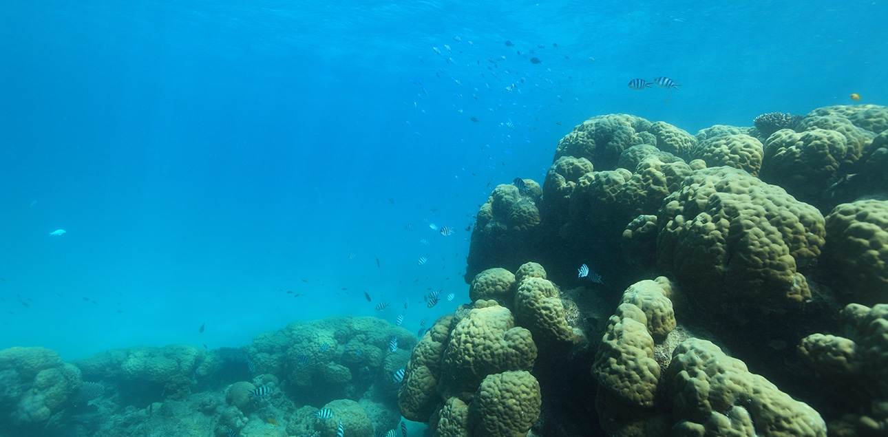 Dive Ningaloo - Muiron Islands