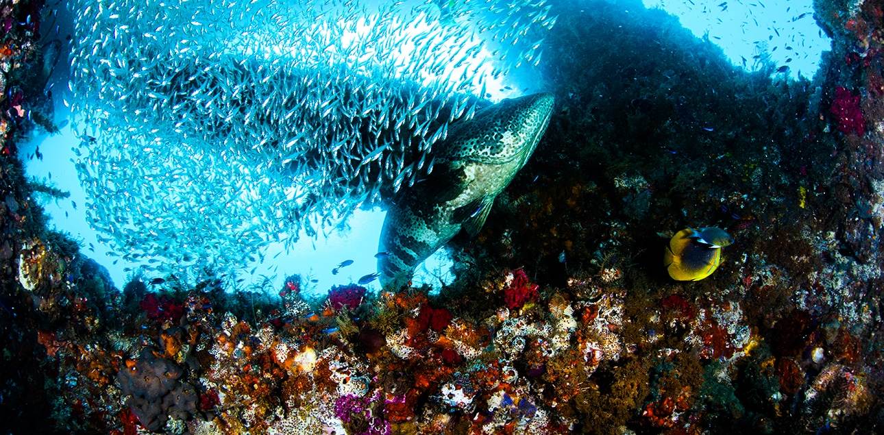 Dive Ningaloo - Grouper - Exmouth Navy Pier