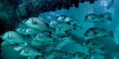 Dive Ningaloo - Exmouth Navy Pier - Sweetlips