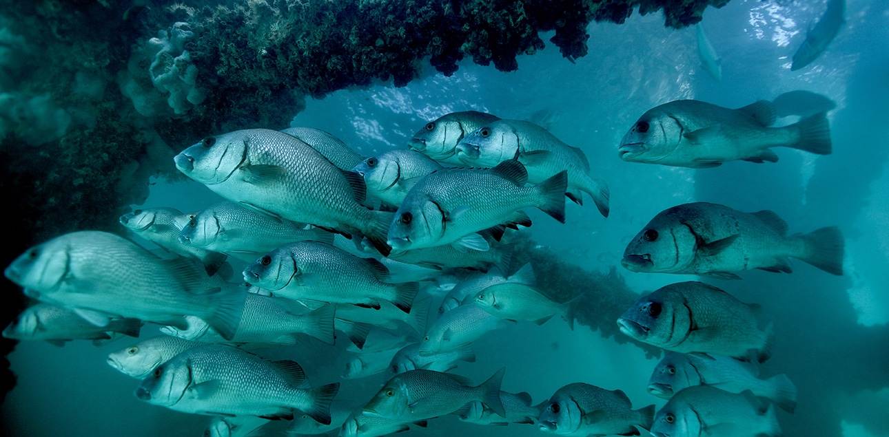 Dive Ningaloo - Exmouth Navy Pier - Sweetlips