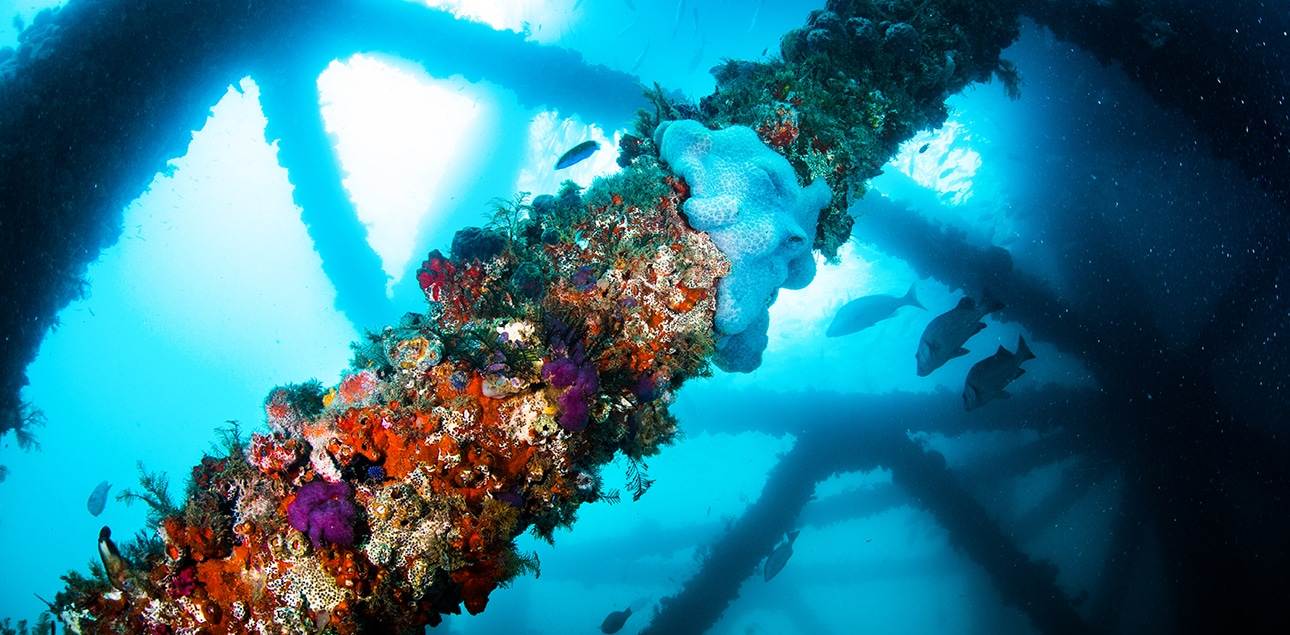 Dive Ningaloo - Soft Corals on Exmouth Navy Pier Structure