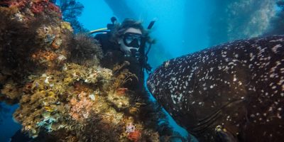 Dive Ningaloo - Exmouth Navy Pier - Kirsten with the Big Friendly Grouper