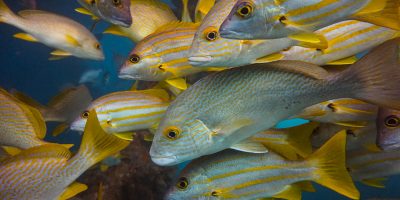 Dive Ningaloo - Exmouth Navy Pier - Striped Snapper
