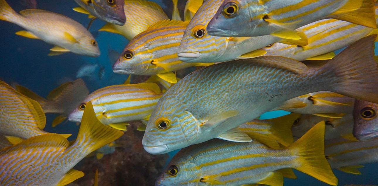Dive Ningaloo - Exmouth Navy Pier - Striped Snapper