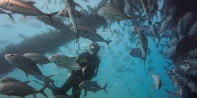 Dive Ningaloo - Exmouth Navy Pier - Trevally