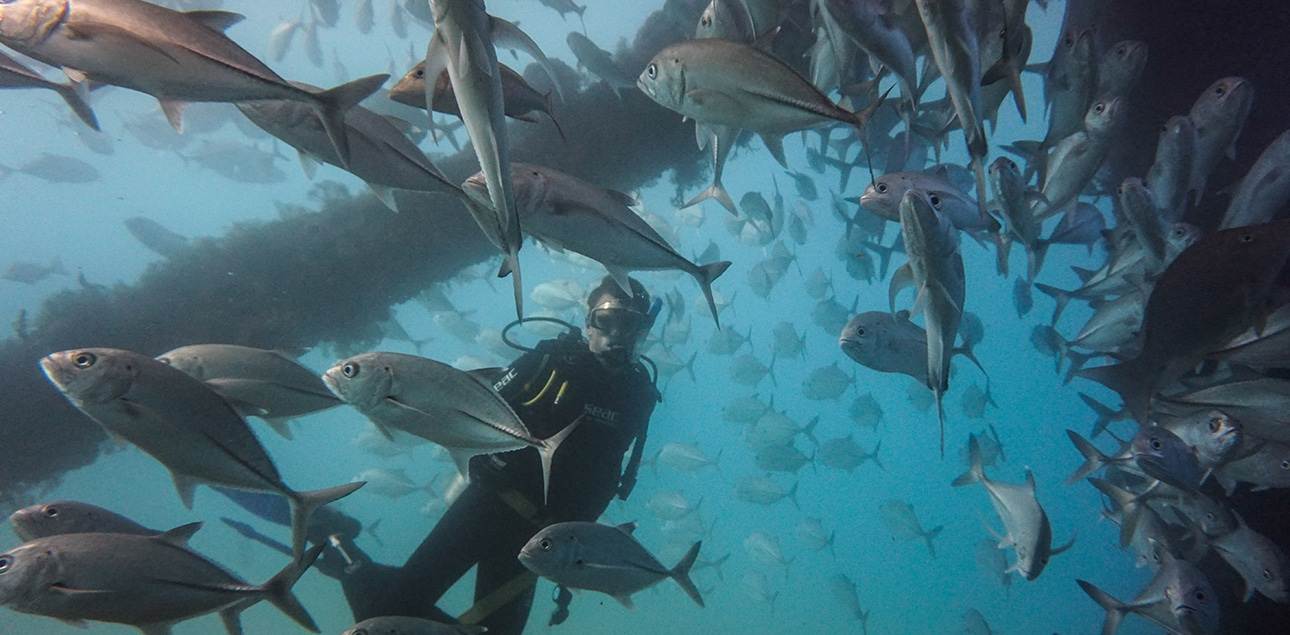 Dive Ningaloo - Exmouth Navy Pier - Trevally