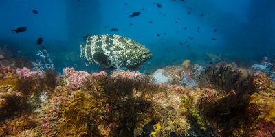 Dive Ningaloo - Exmouth Navy Pier - Big Friendly Grouper