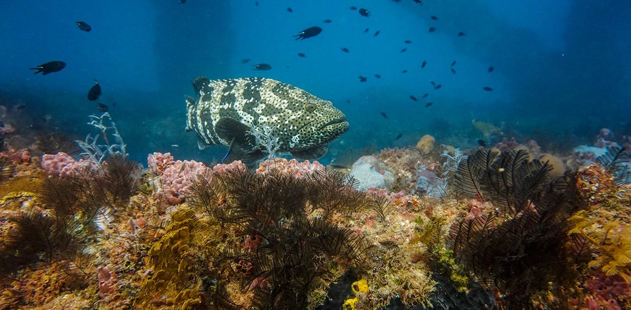 Dive Ningaloo - Exmouth Navy Pier - Big Friendly Grouper