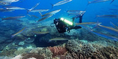 Dive Ningaloo - Ooooh Barracuda