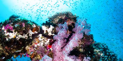 reef1 Dive Ningaloo - Pink Soft Coral - Light House Bay