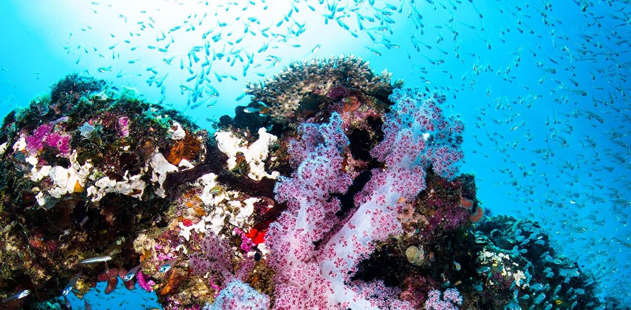 Dive Ningaloo - Pink Soft Coral - Light House Bay