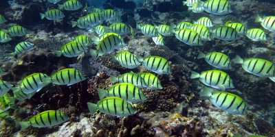 reef2 Dive Ningaloo - Convict Surgeon Fish - Westside Reef