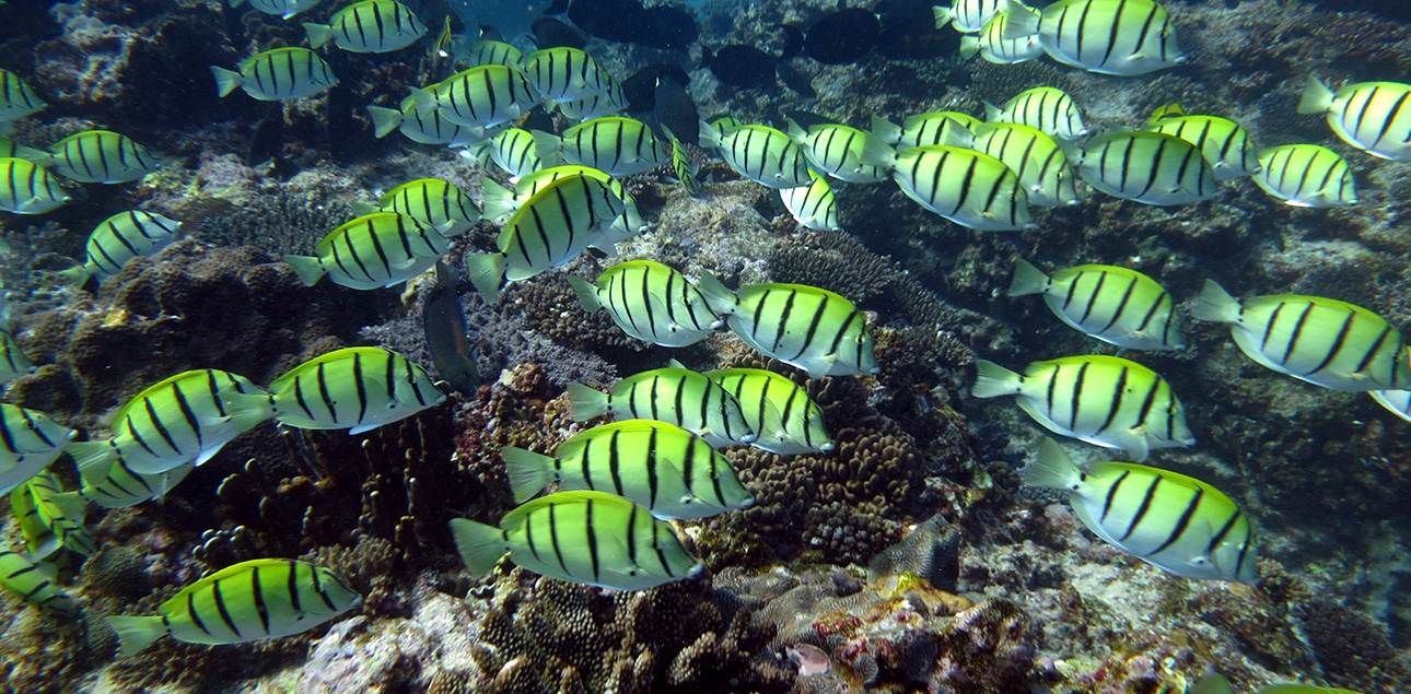 Dive Ningaloo - Convict Surgeon Fish - Westside Reef