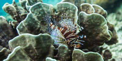 reef3 Dive Ningaloo - Lion Fish - Lighthouse Bay