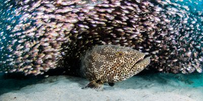 reef4 Dive Ningaloo - Giant Cod with Glass Fish - Lighthouse Bay