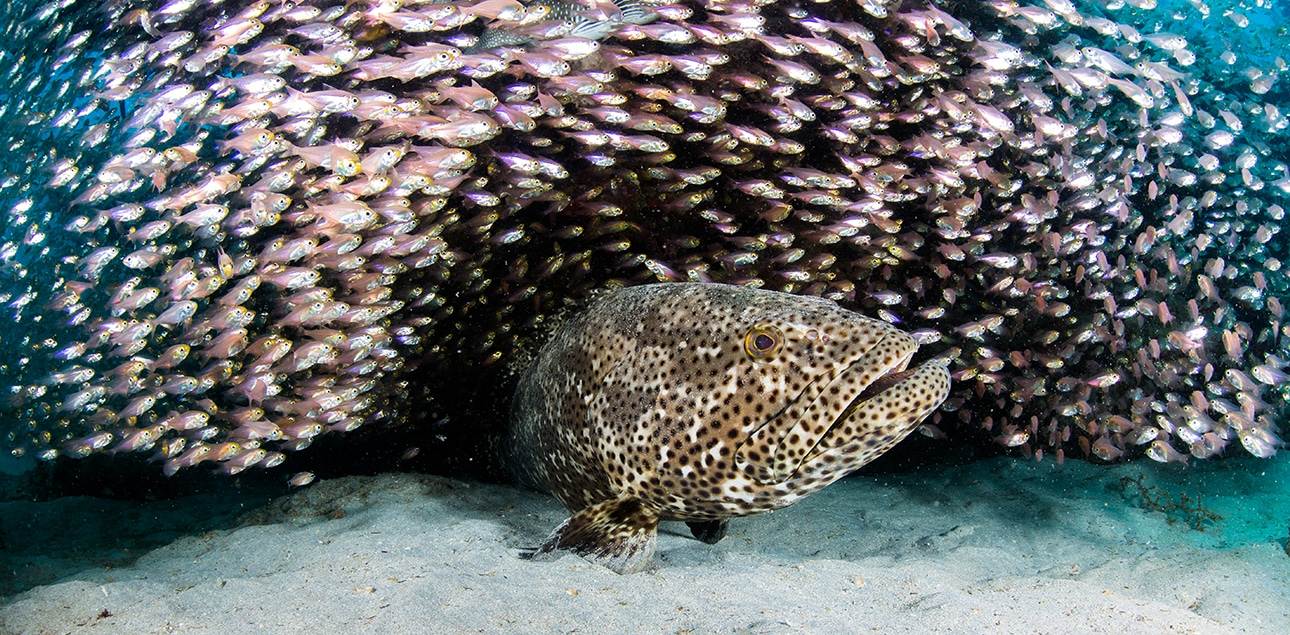 Dive Ningaloo - Giant Cod with Glass Fish - Lighthouse Bay