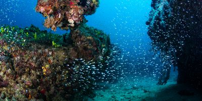 reef5 Dive Ningaloo - Glass Fish - Lighthouse Bay