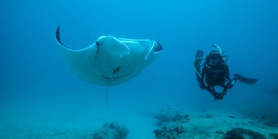 reef6 Dive Ningaloo - Oceanic Manta - Lighthouse Bay