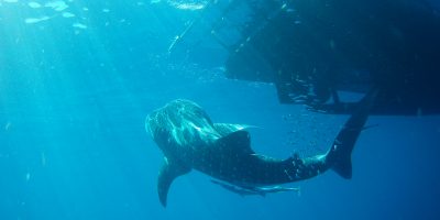 whaleshark1 Dive Ningaloo - Baby Whaleshark Under Boat