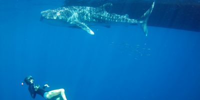 whaleshark2 Dive Ningaloo - Snorkel with Baby Whaleshark