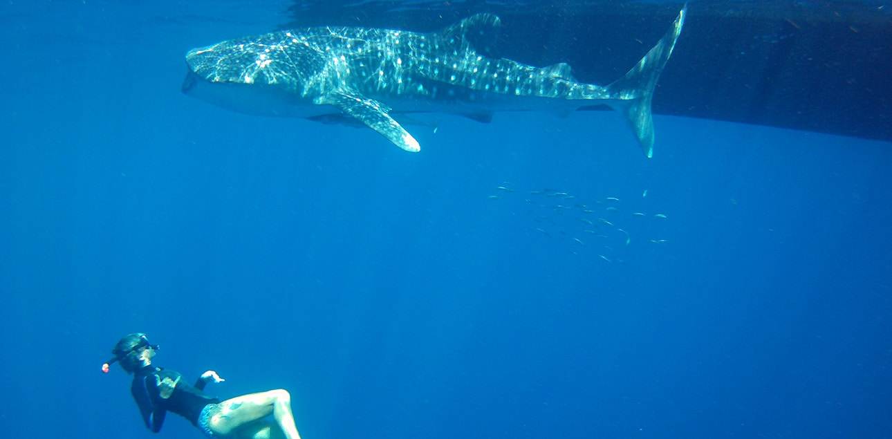 Dive Ningaloo - Snorkel with Baby Whaleshark